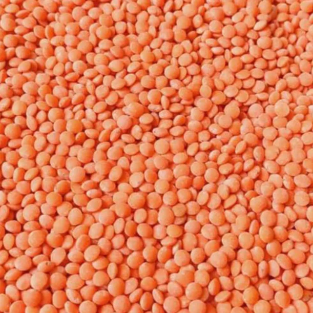 Close-up of Masoor Chanti: whole, round, dehusked red lentils.